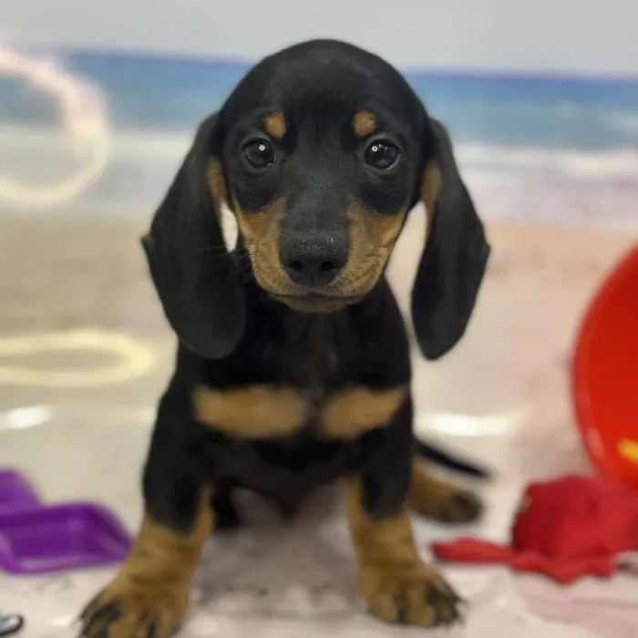 Male Dachshund Puppy for Sale in Saugus, MA