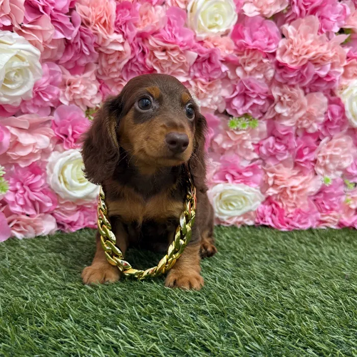Male Dachshund Puppy for Sale in Braintree, MA