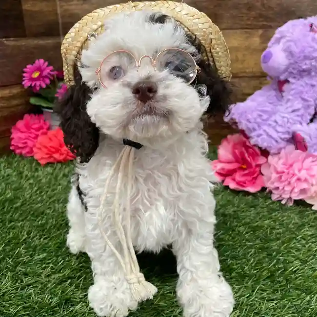 Female Cockapoo Puppy for Sale in Braintree, MA