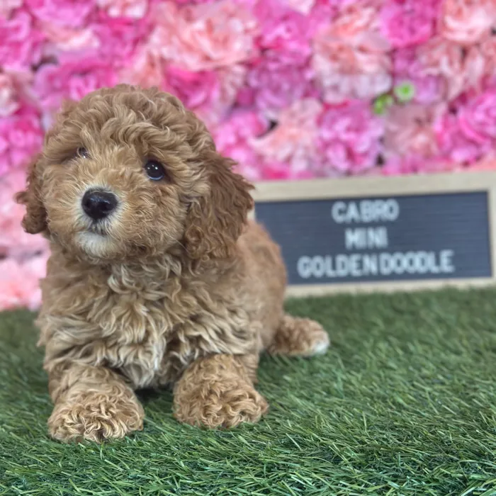Male Mini Goldendoodle F2 puppy named Cabro for sale at Pet Express Saugus.