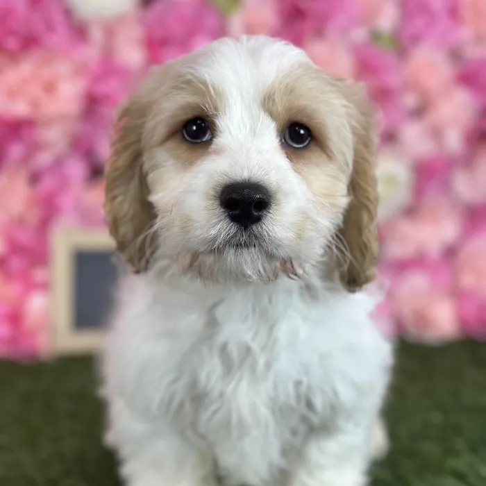 Male Cavachon puppy named Sailor for sale at Pet Express Saugus.