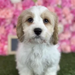 Male Cavachon puppy named Sailor for sale at Pet Express Saugus.