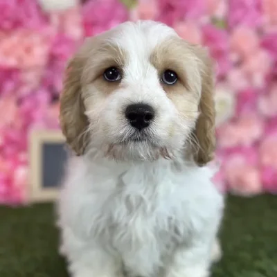 Male Cavachon puppy named Sailor for sale at Pet Express Saugus.
