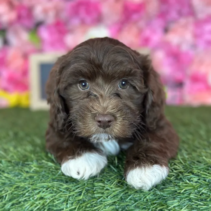 Male Havapoo puppy named Prince for sale at Pet Express Saugus.