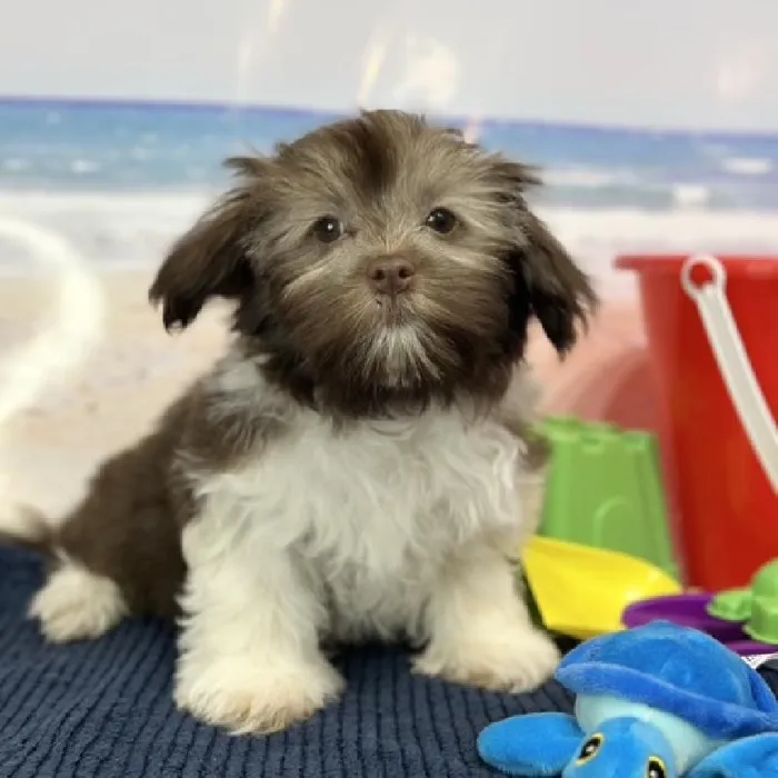 Female Havanese Puppy for Sale in Braintree, MA