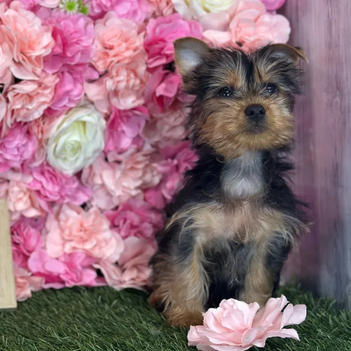 Male Silky Terrier puppy named Ratchet for sale at Pet Express Saugus.