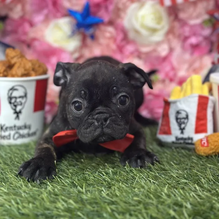 Male Bugg Puppy for Sale in Saugus, MA