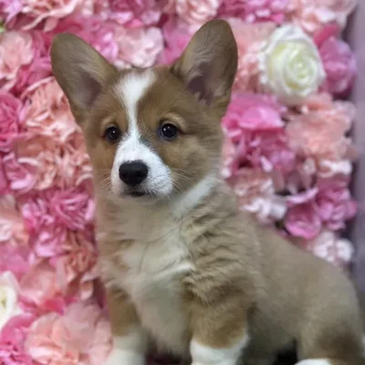 Male Pembroke Welsh Corgi Puppy for Sale in Saugus, MA