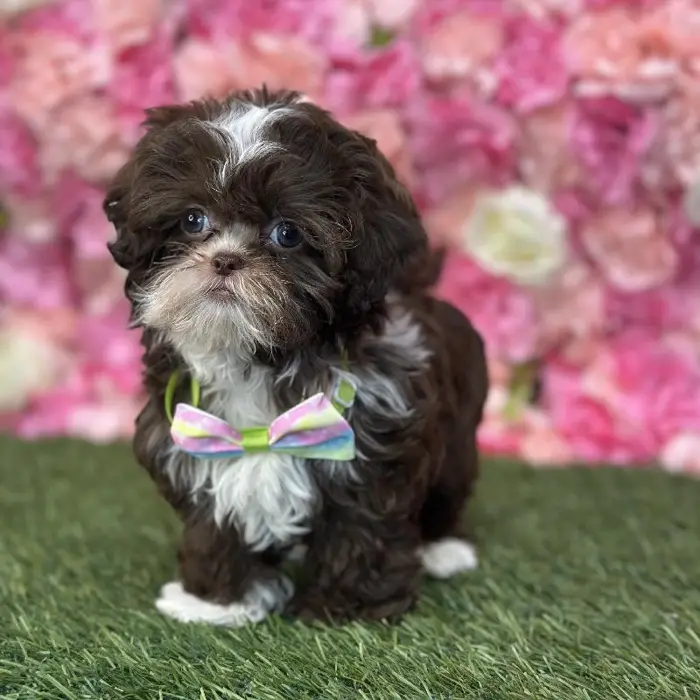 Male Shih-Poo Puppy for Sale in Saugus, MA