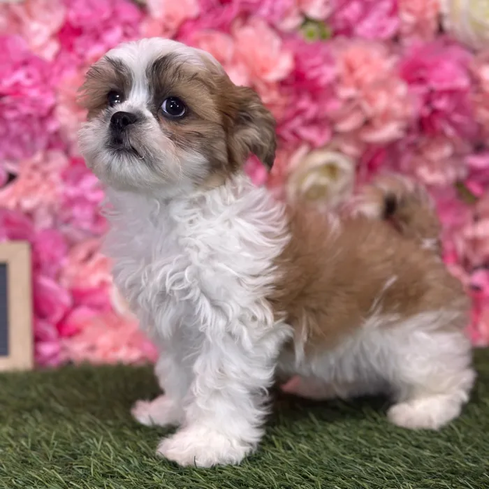 Male Teddy Bear (Zuchon) puppy named Gallo for sale at Pet Express Saugus.