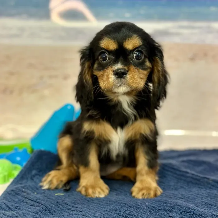 Female Cavalier King Charles Spaniel Puppy for Sale in Braintree, MA