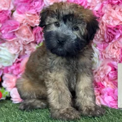 Female Soft Coated Wheaten Terrier puppy named Sweetie for sale at Pet Express Saugus.
