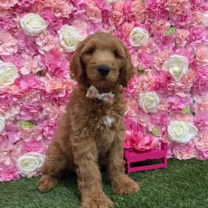 Male Mini Goldendoodle (Moyen) Puppy for Sale in Braintree, MA
