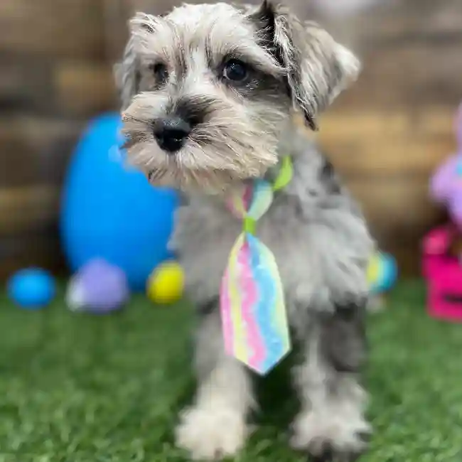 Male Miniature Schnauzer Puppy for Sale in Braintree, MA