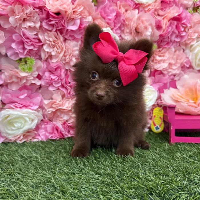 Female Pomeranian Puppy for Sale in Braintree, MA