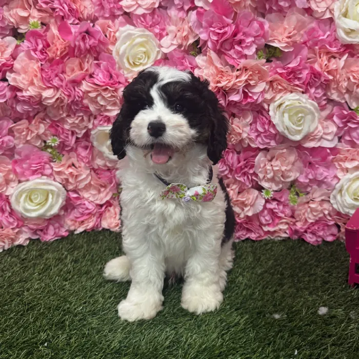 Male Mini Bernedoodle 2nd Gen Puppy for Sale in Braintree, MA