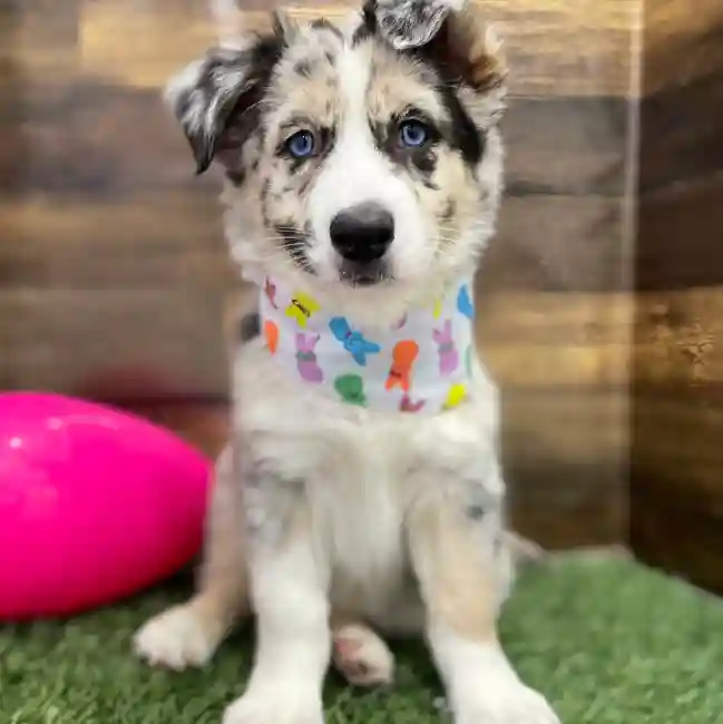 Female Australian Husky Puppy for Sale in Braintree, MA