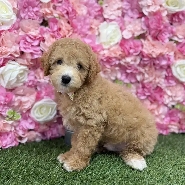 Male Poodle (MINI) Puppy for Sale in Braintree, MA