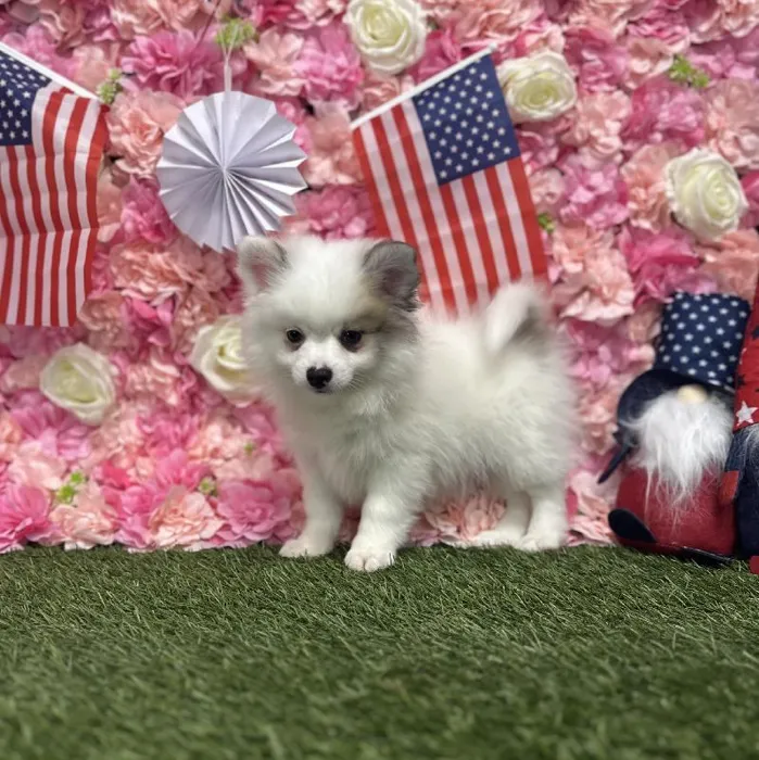 Male Pomimo Puppy for Sale in Saugus, MA