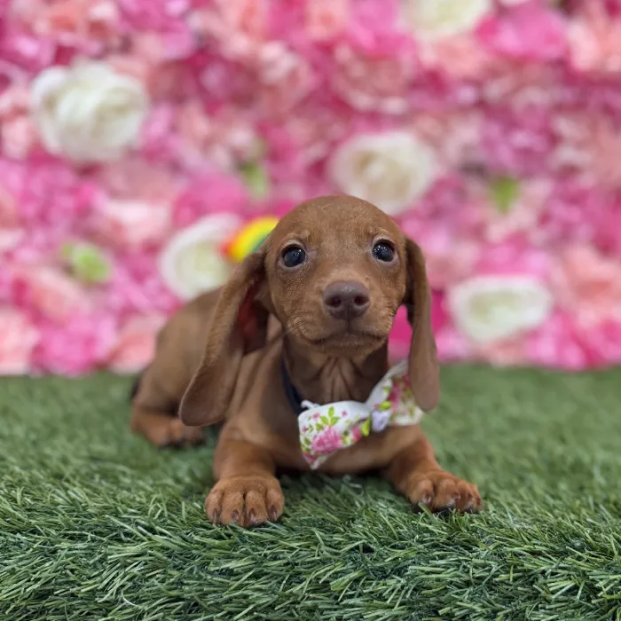 Male Dachshund Puppy for Sale in Braintree, MA