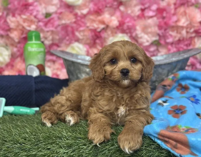 Male Cavapoo Puppy for Sale in Saugus, MA