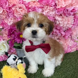 Male Lhasa-Poo puppy named Rajah for sale at Pet Express Braintree.