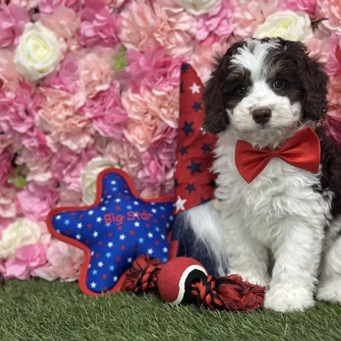 Male Mini Bernedoodle 2nd Gen Puppy for Sale in Saugus, MA
