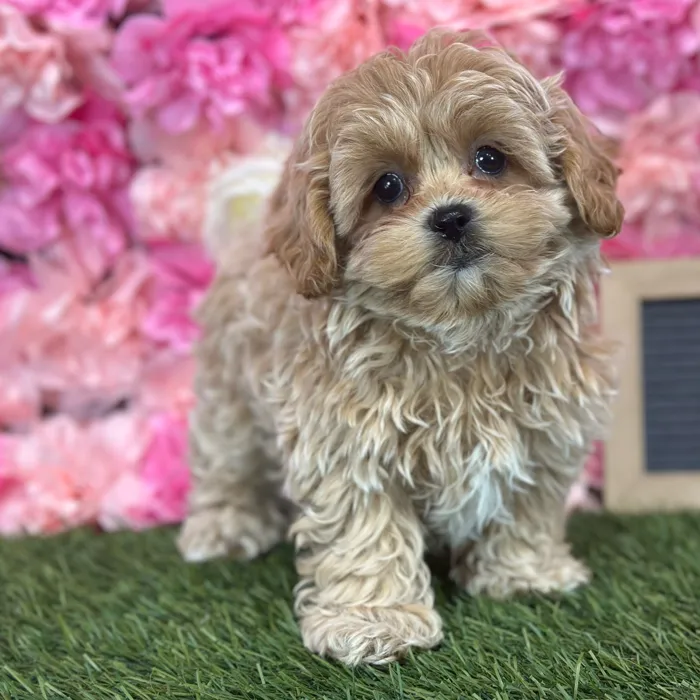 Male Shih-Poo puppy named Perro for sale at Pet Express Saugus.