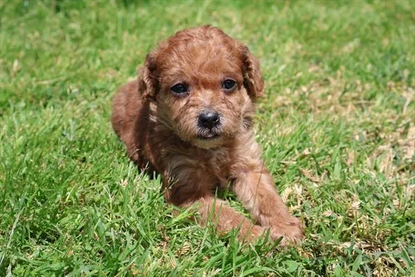 Male Yorkie-Poo 2Nd Gen puppy named Enzo for sale at Pet Express Braintree.