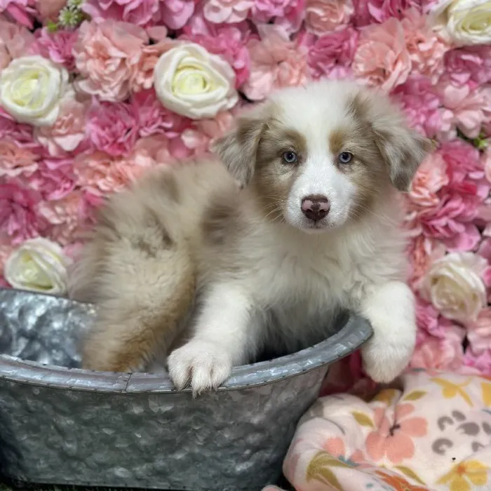 Female Miniature Australian Shepherd Puppy for Sale in Saugus, MA