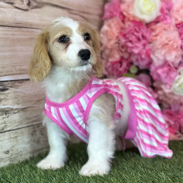 Female Cavachon puppy named Gladys for sale at Pet Express Saugus.