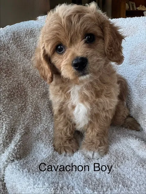 Male Cavachon puppy named Pimiento for sale at Pet Express Saugus.