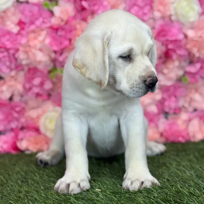 Female Labrador Retriever puppy named Luna for sale at Pet Express Saugus.