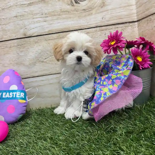 Female Yorkie-Poo 2nd Gen Puppy for Sale in Braintree, MA