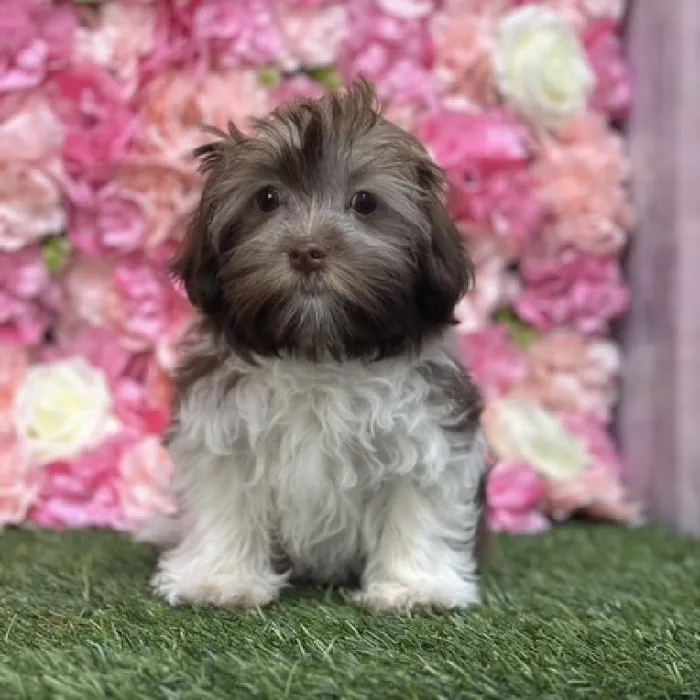 Female Havanese Puppy for Sale in Braintree, MA