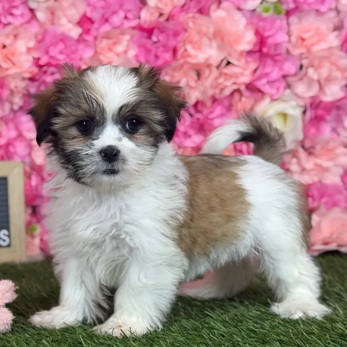 Female Malshi puppy named Nyla for sale at Pet Express Saugus.