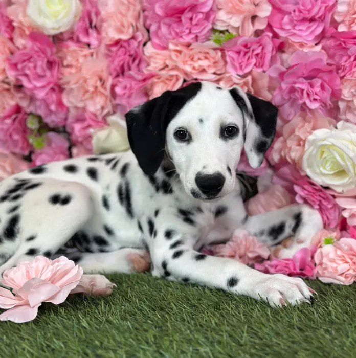 Male Dalmatian puppy named Lime for sale at Pet Express Saugus.
