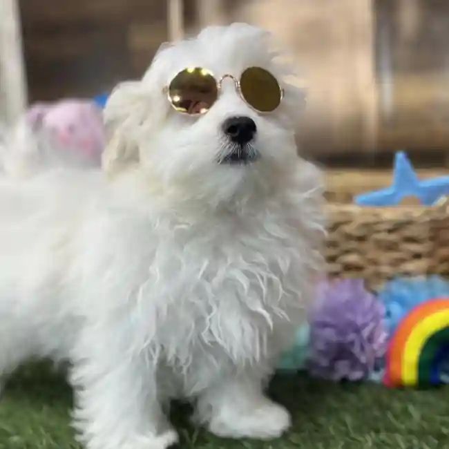 Male Malti-Poo Puppy for Sale in Saugus, MA