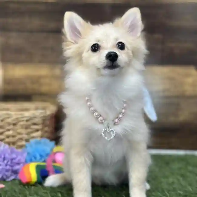 Female Pomeranian Puppy for Sale in Saugus, MA