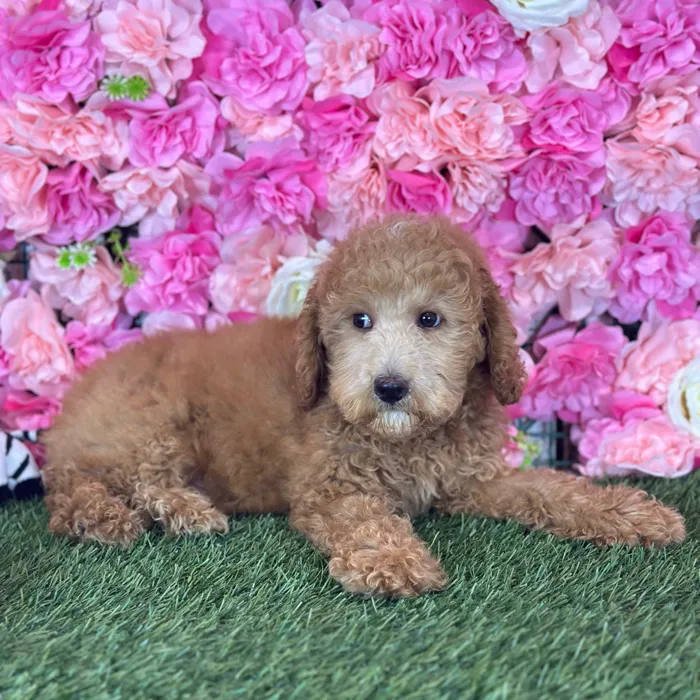 Male Mini Newfypoo 2Nd Gen puppy named Glenn for sale at Pet Express Saugus.