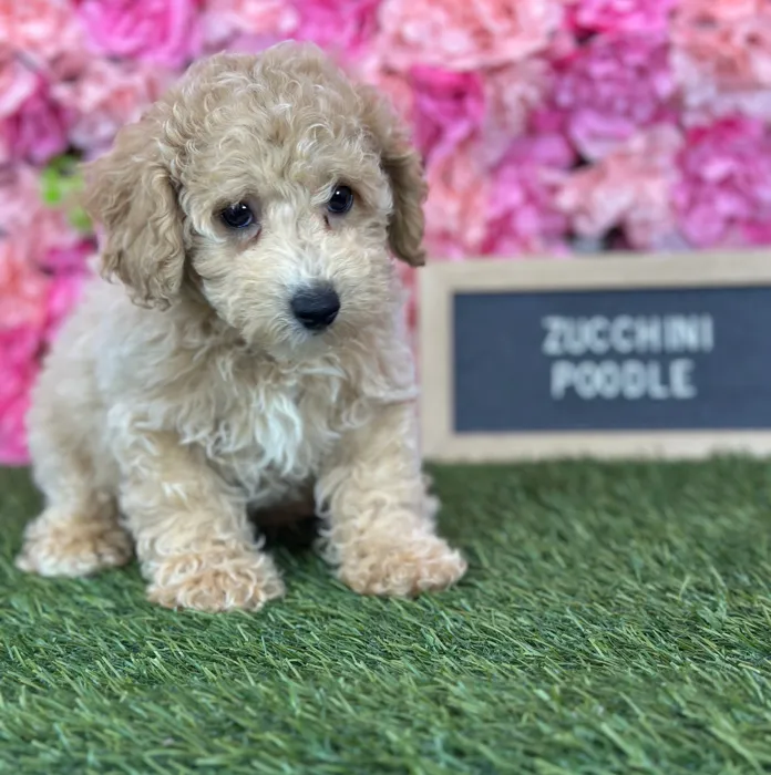 Male Poodle (Mini) puppy named Zucchini for sale at Pet Express Saugus.