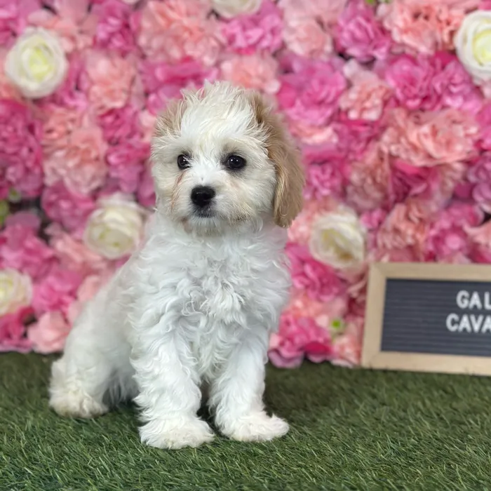 Female Cavachon puppy named Gallina for sale at Pet Express Saugus.