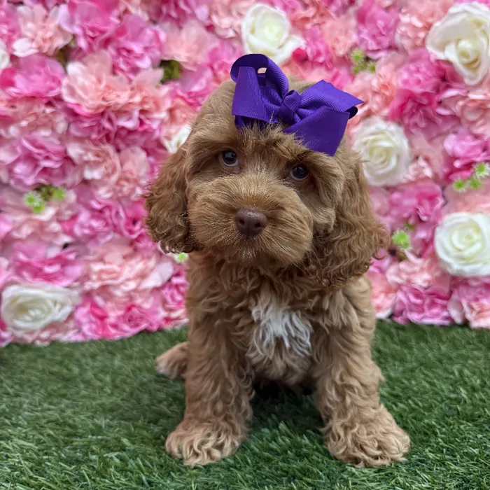 Female Cockapoo Puppy for Sale in Braintree, MA