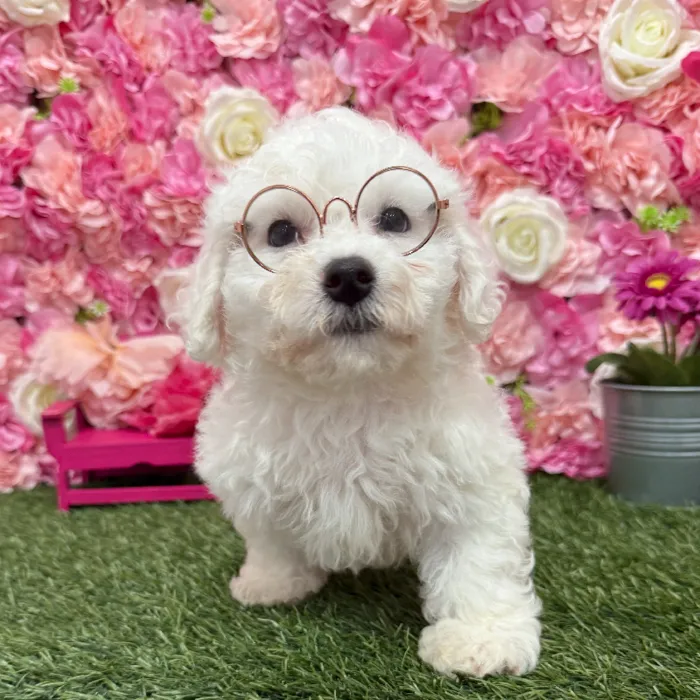 Female Bichon Frise Puppy for Sale in Braintree, MA