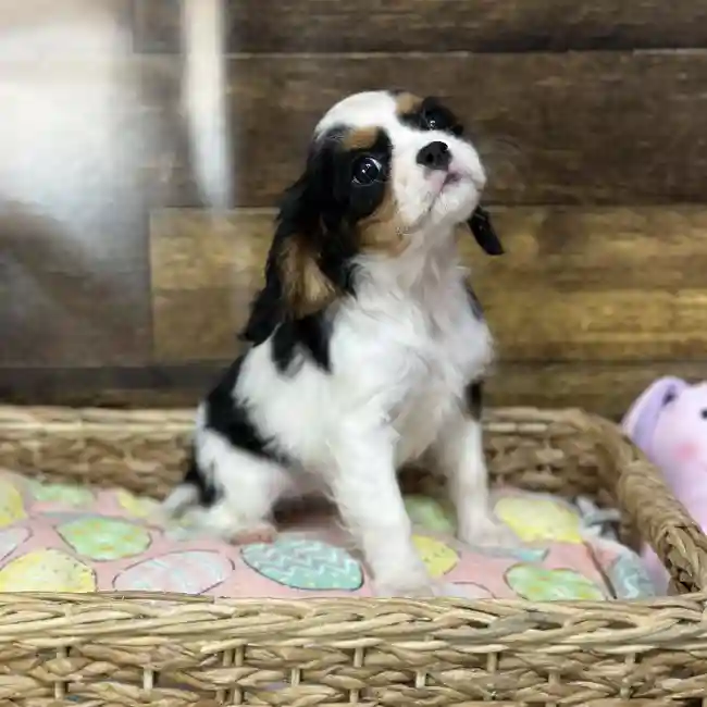 Female Cavalier King Charles Spaniel Puppy for Sale in Saugus, MA
