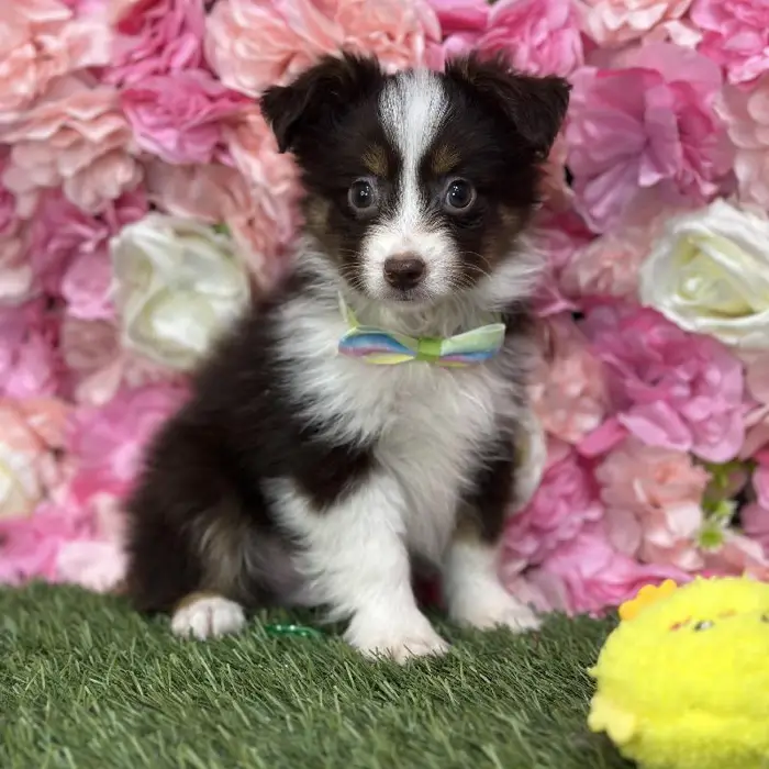 Male Toy Australian Shepherd Puppy for Sale in Saugus, MA