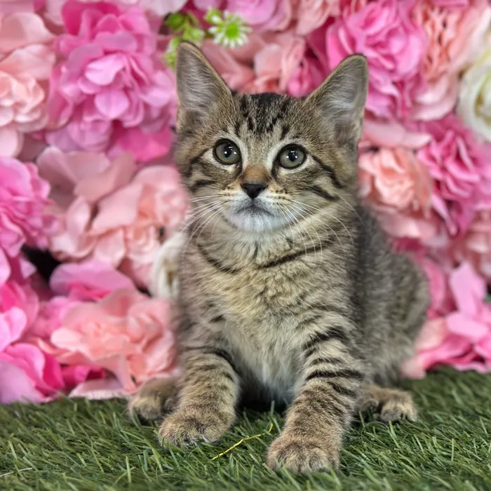 Female Domestic Short Hair kitten named Chloe for sale at Pet Express Saugus.
