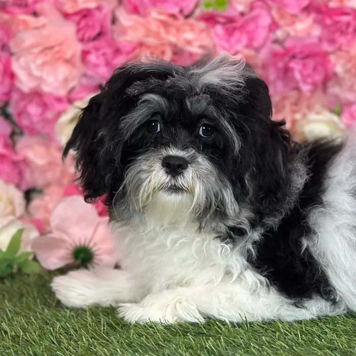 Male Lhatese puppy named Ritchie for sale at Pet Express Saugus.