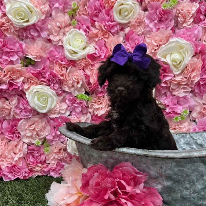 Female Havapoo Puppy for Sale in Braintree, MA