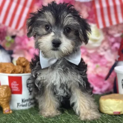 Male Morkie Puppy for Sale in Saugus, MA